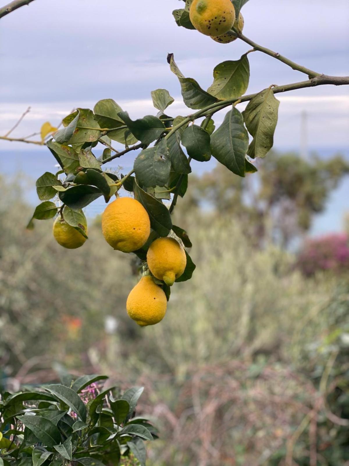 La Casa Dei Ciocio Βίλα Cefalù Εξωτερικό φωτογραφία